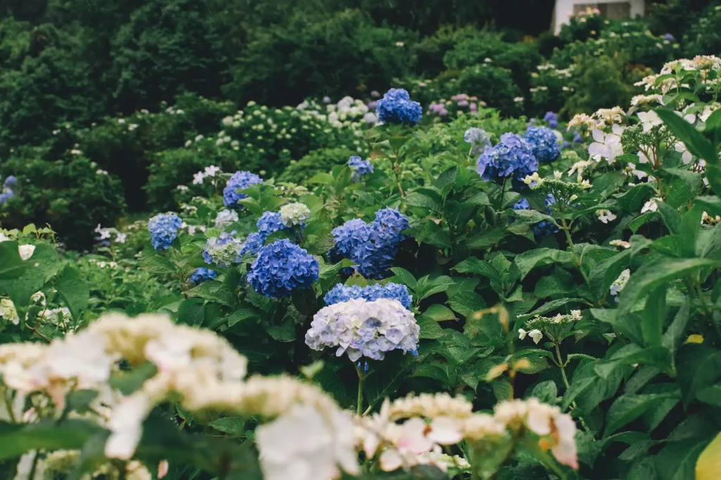 Białe i niebieskie hortensje, kwitnące na zakwaszonej glebie